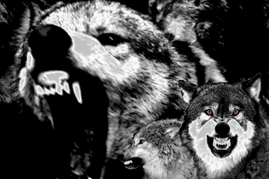 Protegann: Wolf Snarling Wallpapers