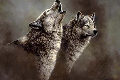 Wolf Song Nature Howling Lobo Animals Communication Wolves Wild ...