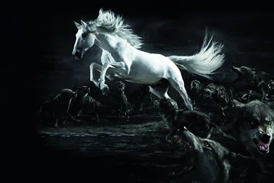 Wolf And Horse Awesome 1280 X 720 For Monitors Widescreen ...