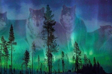 Wallpapers Wolves Aurora Borealis Hd .2 1920x1080