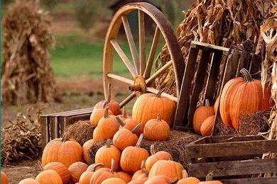 Gallery For   Free Falln Pumpkin Wallpapers