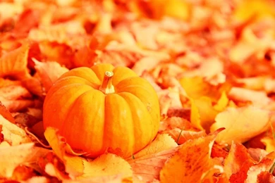 Gallery For   Fall Wallpaper Backgrounds Pumpkins