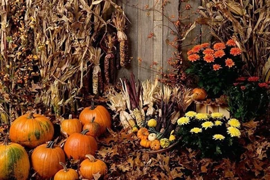Harvest Display   Pumpkins, Flowers And Dry Cones 3   Wallcoo.net