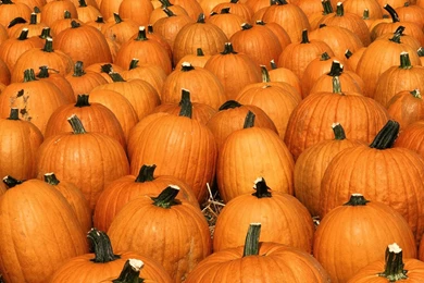 Wallpapers: Pumpkin Wallpapers