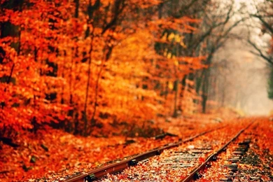 Autumn iPad 1 & 2 Wallpapers