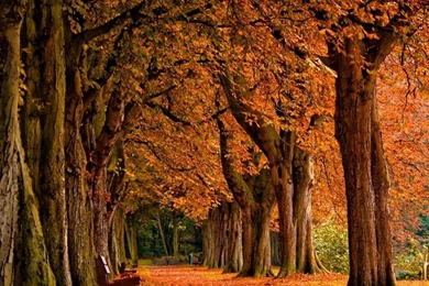 Autumn iPad 1 & 2 Wallpapers