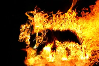 Vagner Albino's Wallpapers