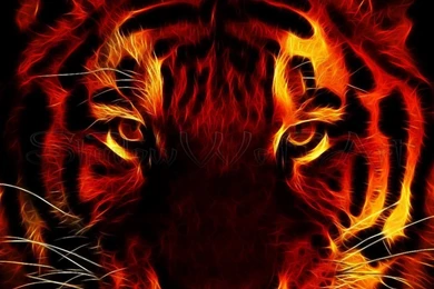 Fire Tiger By ShadowWolf 666 On DeviantArt