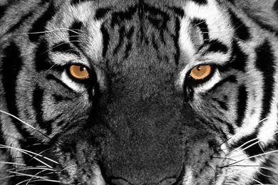 White Tiger Hd Wallpapers GRS15