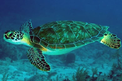 30 Sea Turtles Wallpapers Pictures
