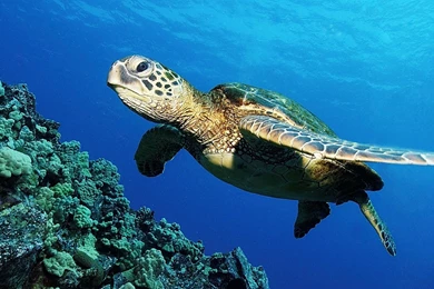 Free Desktop Wallpapers 1920x1080