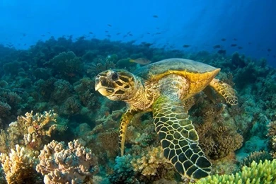 Cool Picture Sea Turtle – Animals Other HD Desktop Wallpapers