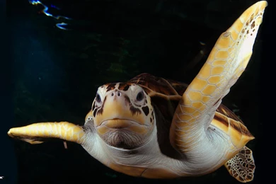 Sub Sea Systems — Our World: June 2015