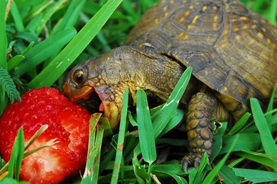 Turtle Desktop Wallpaper, Turtle Images Free