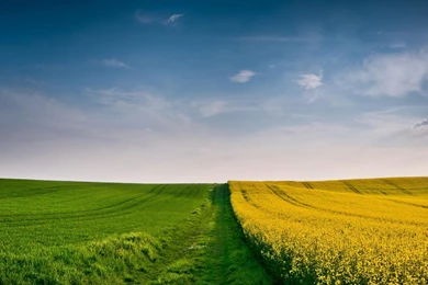 Landscapes Fields Yellow Flowers Skies Wallpapers
