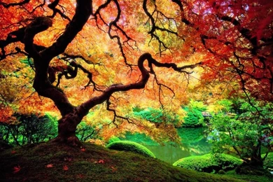 Colorful Forest Wallpapers 1200x800 (