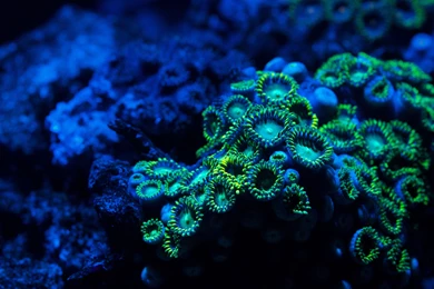 Zoa Coral In My Fish Tank High Resolution