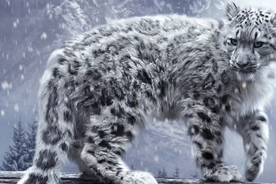 Gallery For   Snow Leopard Wallpapers For Mac