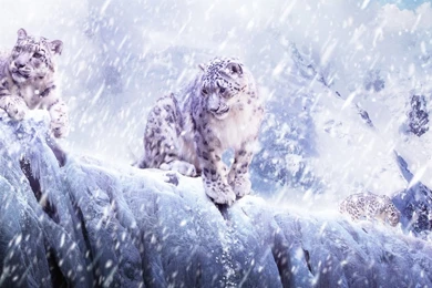 Snow Leopard Wallpapers