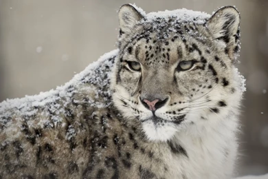 Snow Leopard Wallpapers Collections 8245   Amazing Wallpaperz
