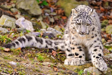 Snow Leopard Wallpapers And Images   Wallpapers, Pictures, Photos