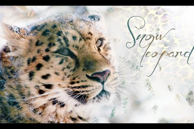 Snow Leopard Wallpapers By Remon gfx On DeviantArt
