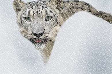 Snow_Leopard_dpic.jpg