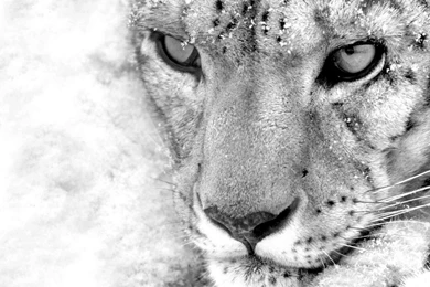 White Leopard Wallpapers   Wallpapers HD Base