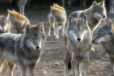 Best Wolf Backgrounds