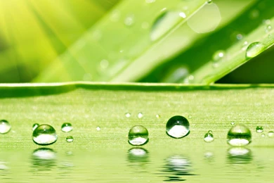 Water Drop On Leaf Desktop Backgrounds Free Wallpapers
