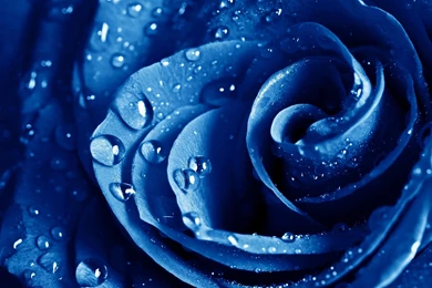 Blue Water Drops on Flower Wallpapers.jpg