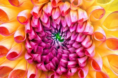 The New iMac Wallpapers (Flower) • Appletips