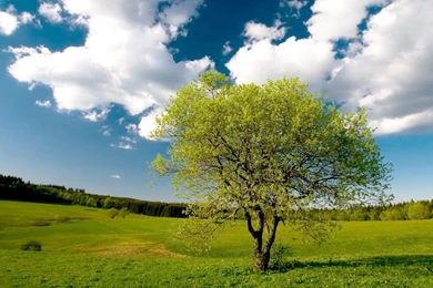 Tree And Beautiful Sky 1600x1200 Wallpapers, 1600x1200 Wallpapers ...