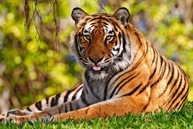 HD Wallpapers 1080p Tiger.jpg