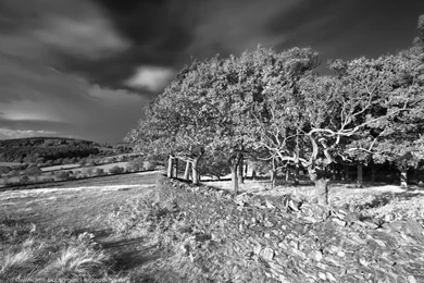 Woodland Landscape Backgrounds Black And White Wallpapers ...