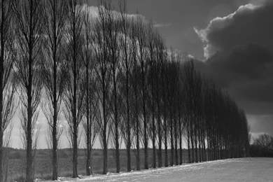 Black And White Wallpapers Of A Row Of Poplar Trees