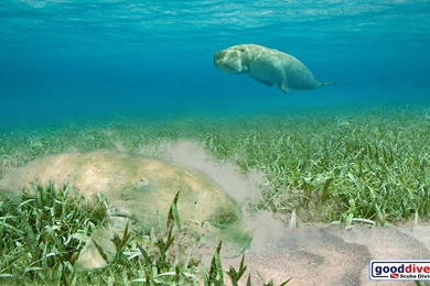 Wallpapers Dugongs 1366 768