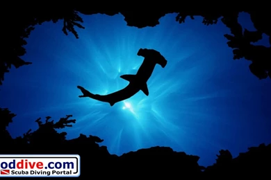 Wallpapers Hammerhead 1366 768