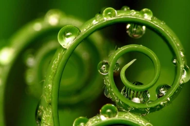 Gallery For   Nature Close Up Wallpapers