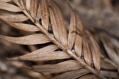 Wallpapers: Brown Wallpapers