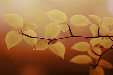 Brown Leaves Wallpapers For Desktop, Laptop, PC & Mobile