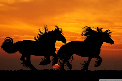Horses_16 wallpaper 1920x1200.jpg