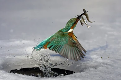 Kingfisher Colorful World Android Tablet Wallpapers 1280×800 (13 ...