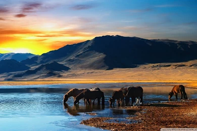 Wild_horses_2 wallpaper 1920x1200.jpg