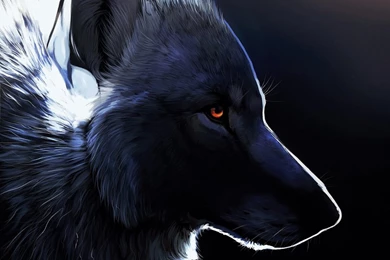 Pin By Patricia Senechal On Mes Amis Les Loups