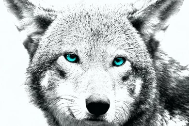 WHITE WOLF ART WALLPAPER   (
