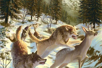 WOLF Wolves Predator Art Ge Wallpapers