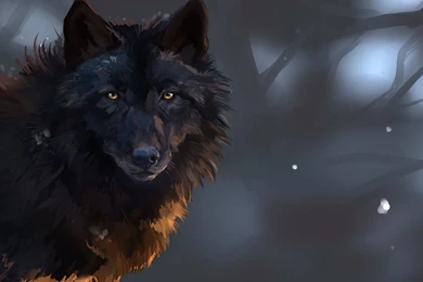 Staring Black Wolf Wallpapers   Digital Art Wallpapers