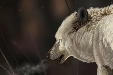 Painting, Beauty, Art, Wolves, Alone, Wild Wolf, Winter, Hd Wallpapers