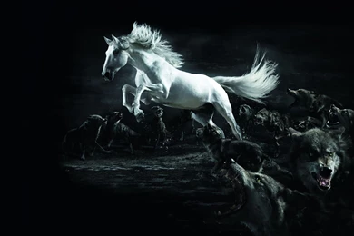 White Horse Attacked By Wolves / Digital Art Wallpapers